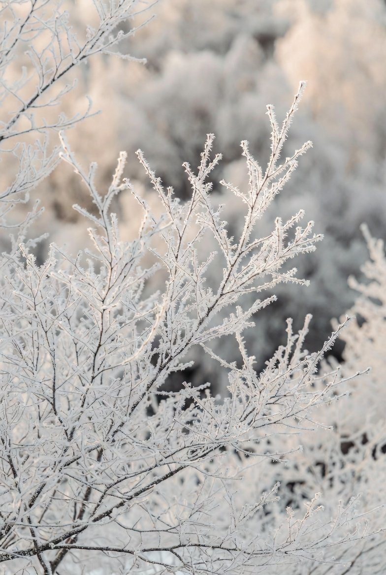 Elegant Winter Frost Branch